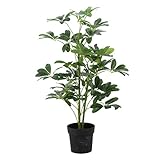 不二貿易 観葉植物 ヤドリフカノキ 高さ120cm グリーン 52693