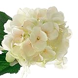 【Blooming＆me】 フラワーデザイナー推薦 高品質 上質な造花 梅雨の時期におすすめ 高級感のある オリジナル アジサイ 紫陽花 インテリア ギフト (選べる5色) (アイボリー) [並行輸入