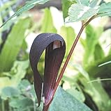 【山野草】【テンナンショウ】キリシマテンナンショウ