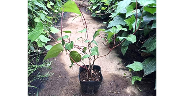 Amazon ヘデラ カナリエンシス 10potセット アイビー 苗 常緑 つる植物 ガーデン