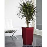 レチューザプランター：キュービコ30スカーレット潅水装置付[鉢]