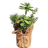 Outflower 盆栽 麻布 人造植物 シミュレーション ミニ盆栽 家庭装飾品 家居の置物 単品 おしゃれな盆栽 プレゼント 人造盆栽 手つくり