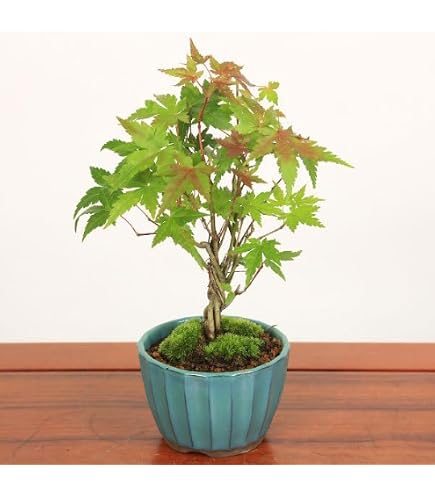 Amazon.co.jp: 遊恵盆栽：特選清姫もみじ(瀬戸焼青鉢)*bonsai : DIY