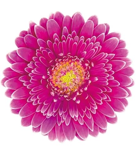 Amazon｜原種ガーベラ 種 25粒｜観葉植物 オンライン通販