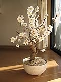 白梅盆栽　2017年2月～3月頃開花