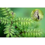 S1-サンショウ　樹高30cm前後　ポット苗