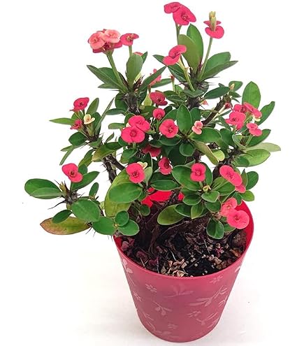 Amazon｜多肉植物 ユーフォルビア レシニフェラ（白角キリン）｜観葉