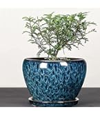 Amazon.co.jp: 青と白の磁器 蘭プランター 植木鉢 受け皿付き 屋内用