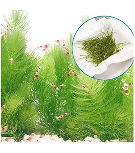 『マツモ ( 金魚藻 ) 』 1000g 1000MTM002 Amazon.co.jp: マツモ 金魚藻 10本 水草 水槽 アクアリウム