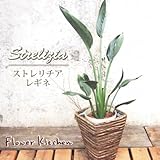観葉植物　 ストレリチア レギネ　茶バナナカゴ付き