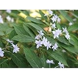 アジサイ(紫陽花)・シチダンカ(七段花)ヤマアジサイ 八重咲き 植木 苗木