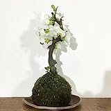 苔玉 ボケ（放春花）の苔玉