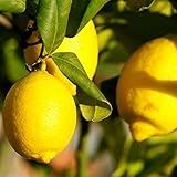 レモン 苗木 【アレンユーレカレモン】 2年生 接ぎ木 ポット苗