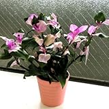 ☆ 宿根草 トラデスカンティア 胡蝶の舞 １株