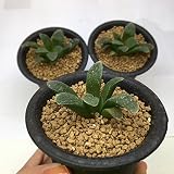 多肉植物：ハオルチア 紅陽*5ｃｍ