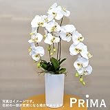 PRIMA コチョウラン×3 アレンジメント 造花 お供え花 お悔やみ花 仏花
