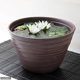 手作り睡蓮鉢(メダカ鉢) 益子焼 彩(SAI) 姫睡蓮鉢 赤楽 睡蓮鉢・金魚鉢・メダカ鉢