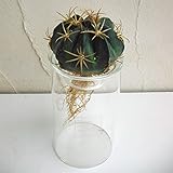 水栽培用ポット：ガラスポットショート（容器のみ）*[水栽培にも花瓶にもなる便利な容器！] ノーブランド品