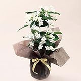 母の日 花 マダガスカルジャスミン 鉢植え