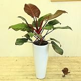 観葉植物：インペリアル　レッド*フィロデンドロン　陶器鉢　現品