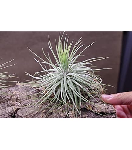 Amazon｜おしゃれ 観葉植物 エアープランツ：チランジア カウツキー