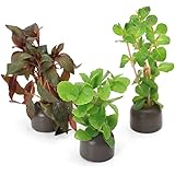 （水草）置くだけ簡単　ゼオライトリング（グレー）おまかせ有茎草５種（水上葉）（無農薬）（計５個）