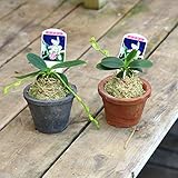 観葉植物：ナゴラン*モスポット　名護蘭