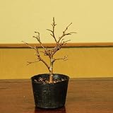 苗：富士桜(湖上の舞)