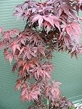 のむらもみじ 野村紅葉 ノムラモミジ 130