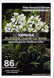 アガパンサス プレアコックス ヘッドボーン ホワイト　Prime Perennial Collection　花　約4粒