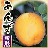 杏(あんず)苗木　新潟大実杏