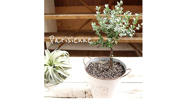 Amazon 鉢植えアーニゲラ 玄関に ユーカリ ガーデニング 花 観葉植物 フラワーギフト オンライン通販