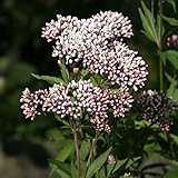 【山野草】濃色フジバカマ