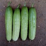 Dutch Mini Cucumber Seeds -20seeds- Thornless Type Taste Good Import Quality 2