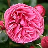 バラ苗 【レオナルドダビンチ （CL） 返り咲き】 2年生接木大苗 （スリット鉢）