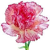 Mixed Color Carnation Flower Seeds Beautiful Lovely Flowers seed for Home Garden 200 Particles / lot