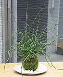 くるくるくるした姿が魅力【ラセンイの苔玉 ・楕円白粉引器セット】 (敷石の色（白）)