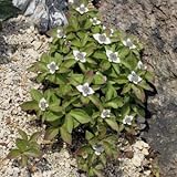 ゴゼンタチバナ