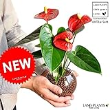 LAND PLANTS 【観葉植物】 ガラス瓶で育てるアンスリューム (花付き) 赤色