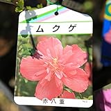 庭木苗：ムクゲ　品種お選びください！B群　ちょうど良い大きさ！ (赤八重)