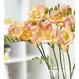 フリージア：ピーチクイーン5球入り 2袋セット[秋植え球根] ノーブランド品