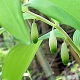 (山野草)アマドコロ(甘野老) 3.5号(1ポット) 本州・四国限定[生体]