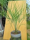 ココスヤシ 苗木 リゾート庭木 全長６０CM前後