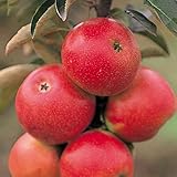 バレリーナツリー 苗木 ポルカ 15cmポット苗 バレリーナツリー 苗