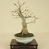 いよじ園 山モミジ（小品盆栽） 【雑木盆栽 紅葉】