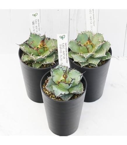 プレミアム・メリクロン株】アガベ 品種見計らい3種 3ポットセット（3