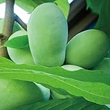 ポポー苗木 【NC-1 （エヌシーワン ）】 2年生 接木苗 スリット鉢植え