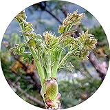 山菜 苗木 とげなしタラ 12cmポット苗 山菜 たらの芽