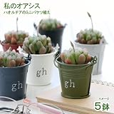(観葉)私のオアシス ハオルチアのミニバケツ植え(お買い得5鉢セット)(説明書付) 本州・四国限定[生体]