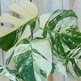 モンステラ 希少 斑入り 6号鉢 観葉植物 インドアグリーン